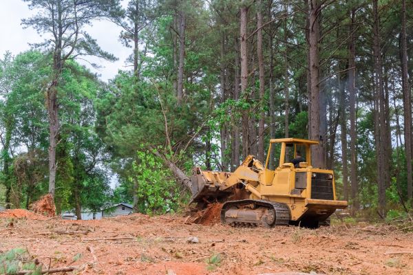 Forest Thinning in Joplin